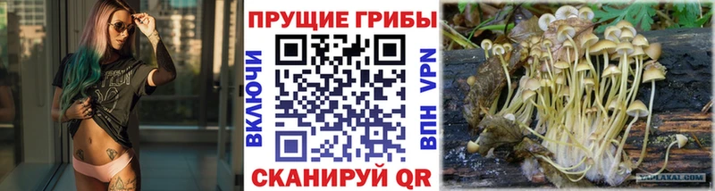 Псилоцибиновые грибы мицелий  Севастополь 